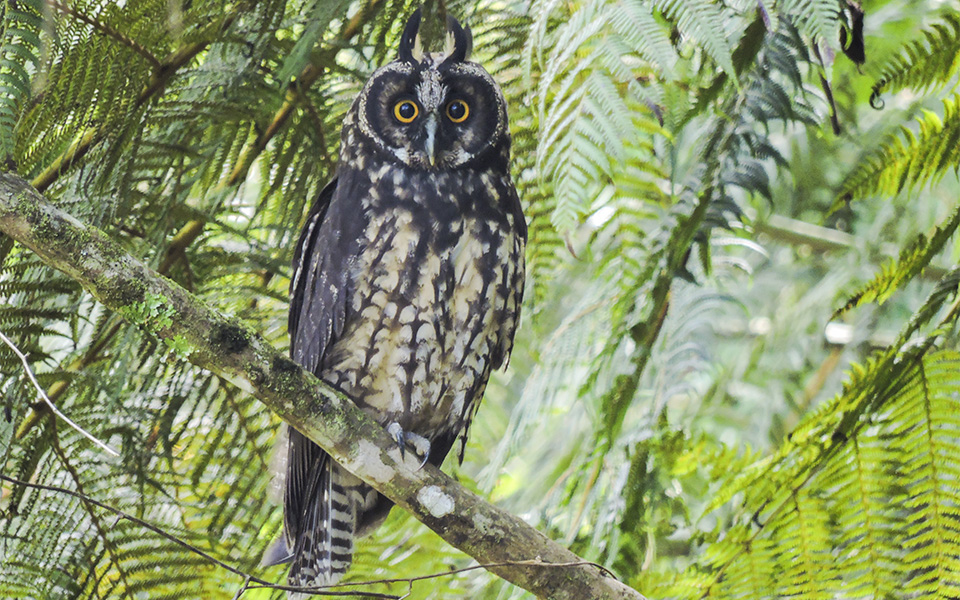 Nature Colombia