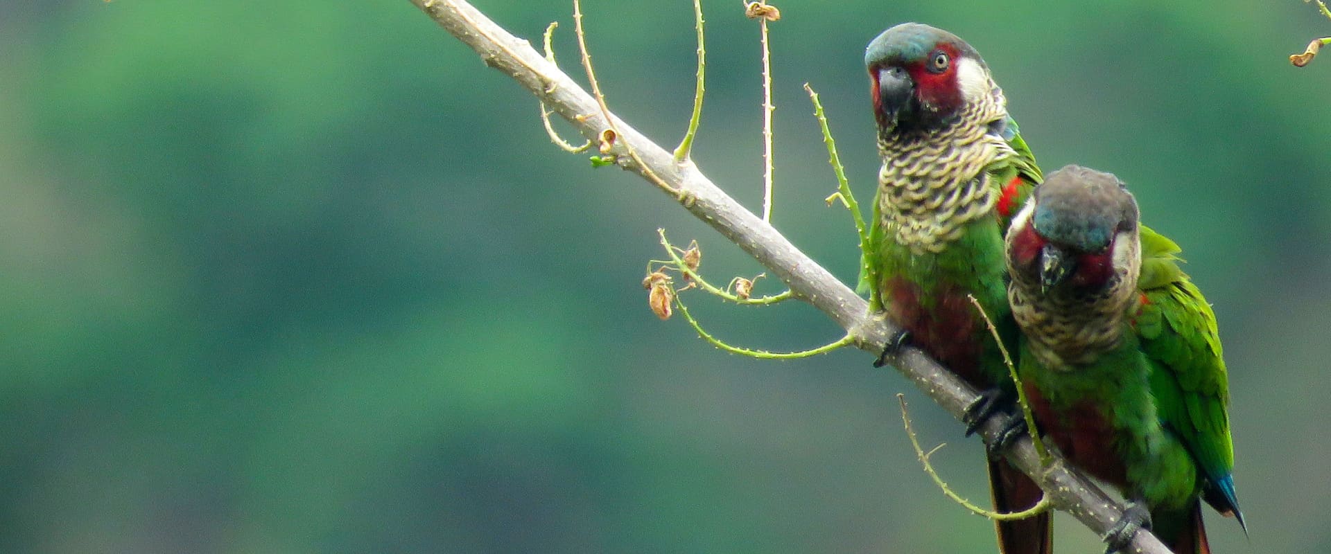 Perijá Parakeet