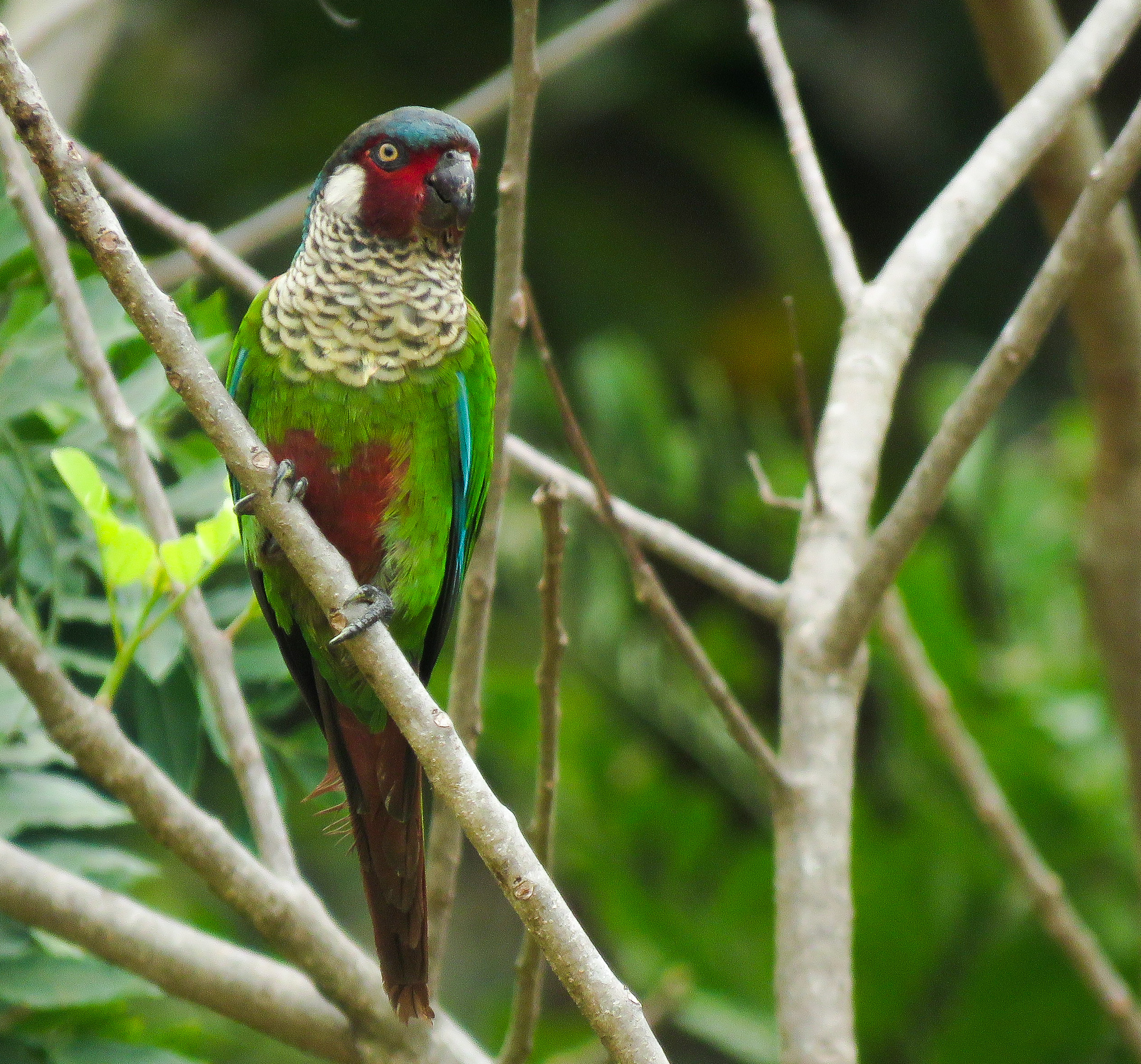 Perija Parakeet 